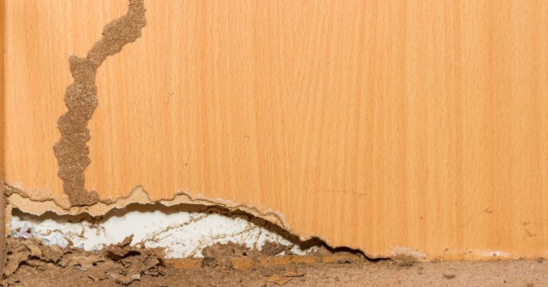 Termite-Check