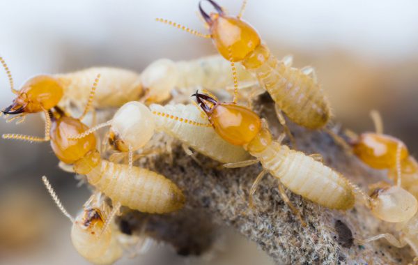 Affordable Carpet Cleaning & Pest Control - Sunshine Coast