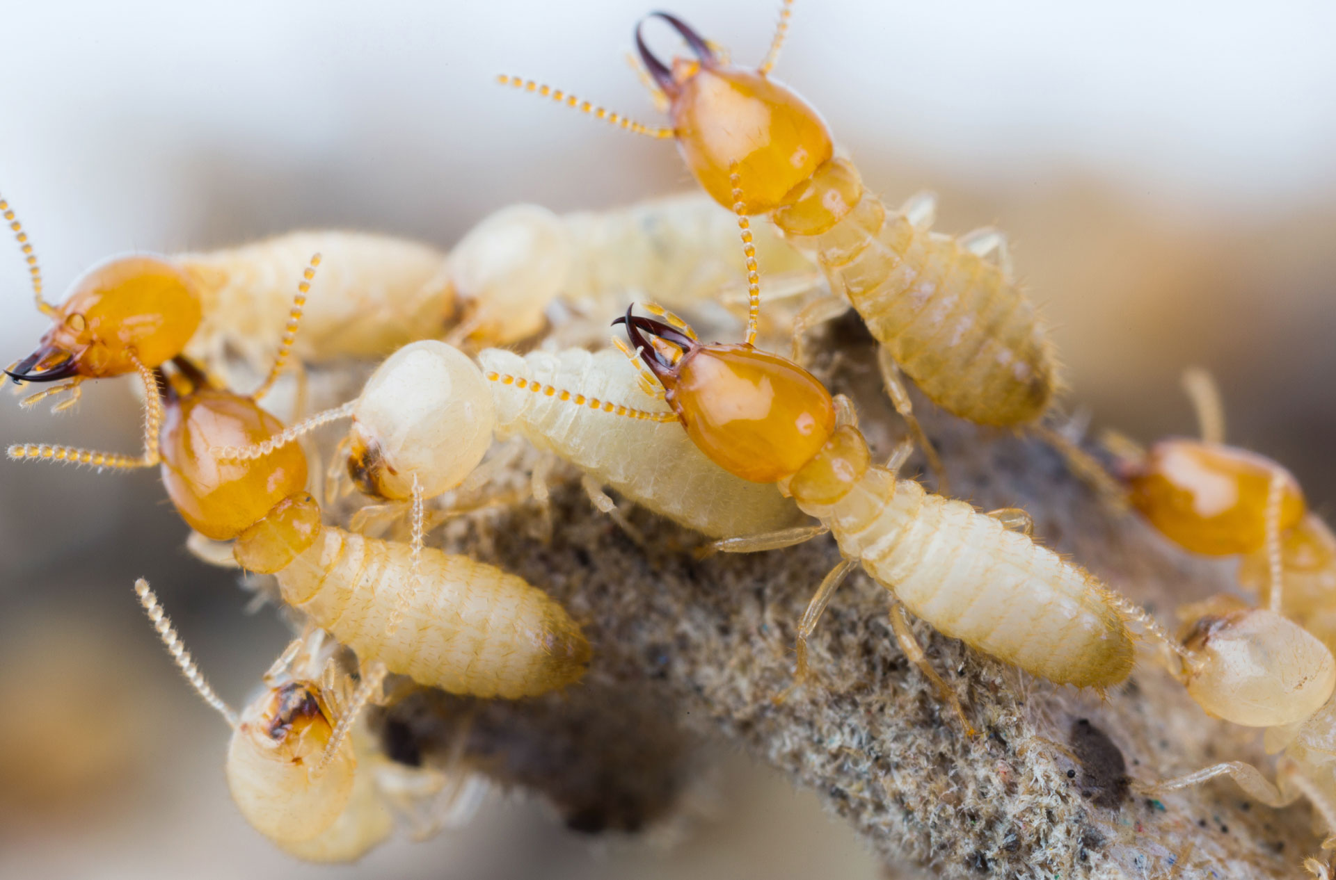 Termite Inspections: Allseasons Carpet Cleaning & Pest Control